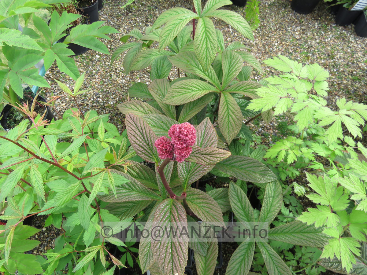 Rodgersia aesculifolia Royal Chocolate 03.JPG